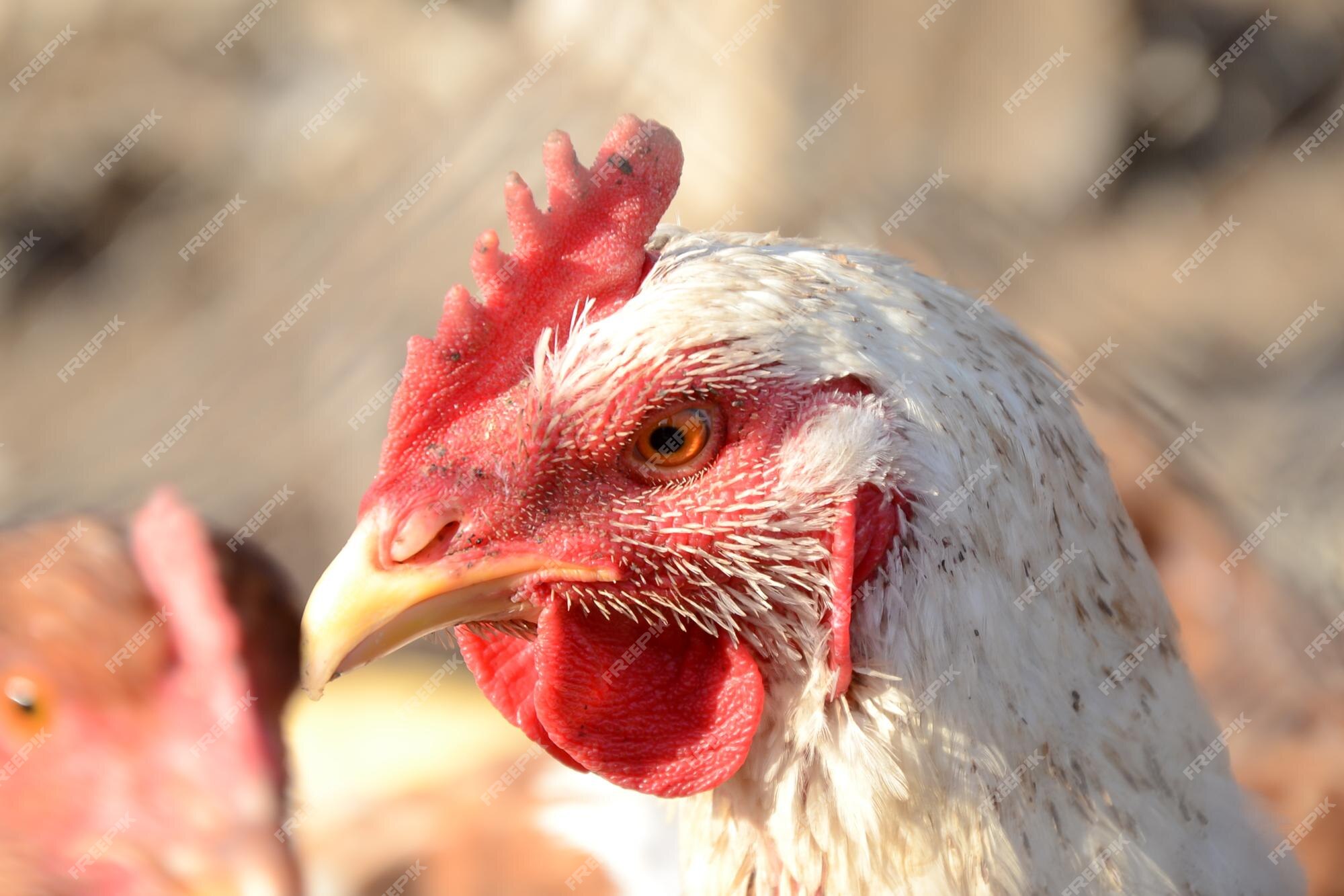 Retrato De Frango Branco Grande Frango Brava Galinha Linda Galinha Brava  Galinha Brava Com Grande Galinha Vermelha Coberto Prado Foto de Stock -  Imagem de torneira, livre: 201427036