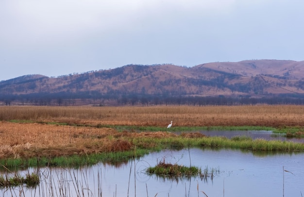 Uma grande garça caça no pântano nevoento da manhã Bela paisagem