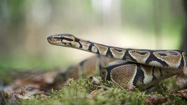 Bela píton real na grama. a cobra levantou a cabeça e se prepara