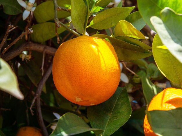 Uma grande laranja madura fresca em um galho