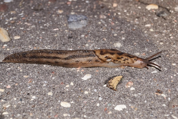 Uma grande lesma lat Limax maximus rasteja pelos caminhos no jardim