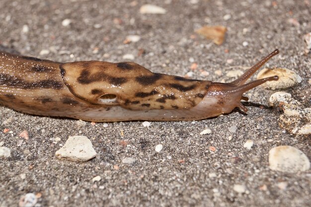 Uma grande lesma lat Limax maximus rasteja pelos caminhos no jardim