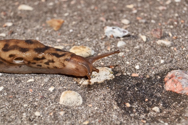 Uma grande lesma lat Limax maximus rasteja pelos caminhos no jardim