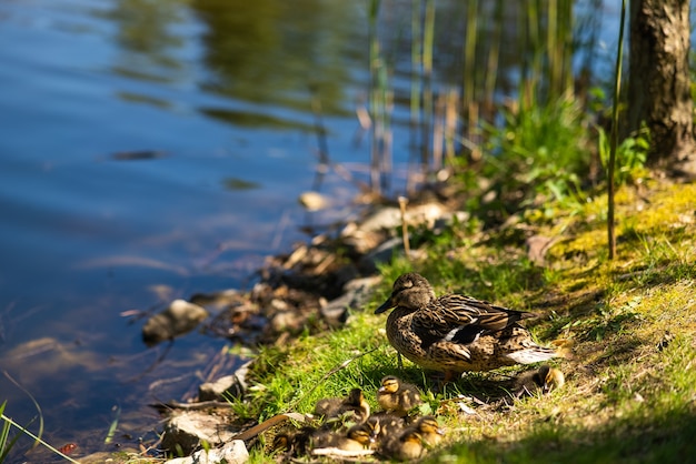 Uma grande mãe patinhos descansam na margem do reservatório e nadam