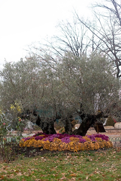 Uma grande oliveira no parque entre as flores Arbustos de crisântemos amarelos rosa e bordô adornam o jardim