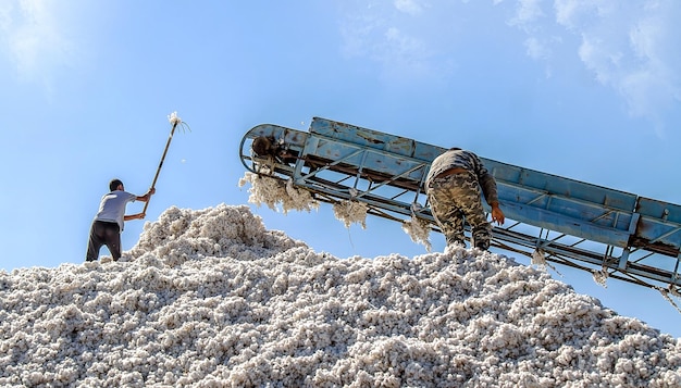 Foto uma grande pilha de algodão bruto contra o céu em uma planta de algodões