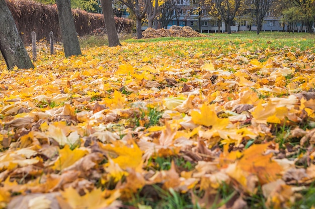 Uma grande pilha de folhas secas e moribundas na grama de outono, pilhas de folhas amarelas colhidas.