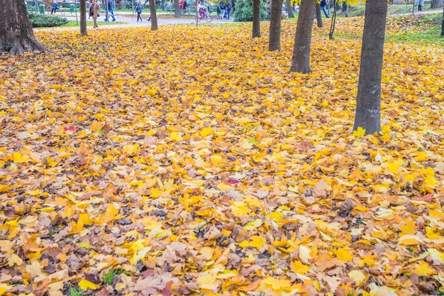 Foto uma grande pilha de folhas secas e moribundas na grama de outono uma pilha