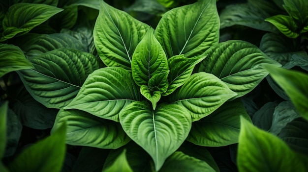 Uma grande planta de folhas verdes com muitas folhas em sua