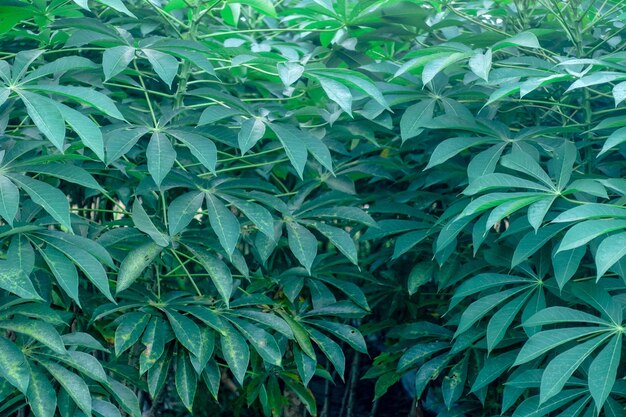 Uma grande planta frondosa com um fundo verde e a palavra árvore nela.