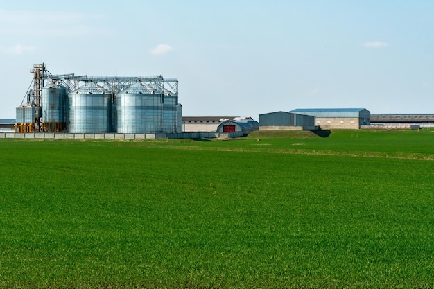 Uma grande planta moderna para o armazenamento e processamento de colheitas de grãos vista do celeiro em um dia ensolarado contra o céu azul Silos de prata no final da temporada de colheita na planta de fabricação agro