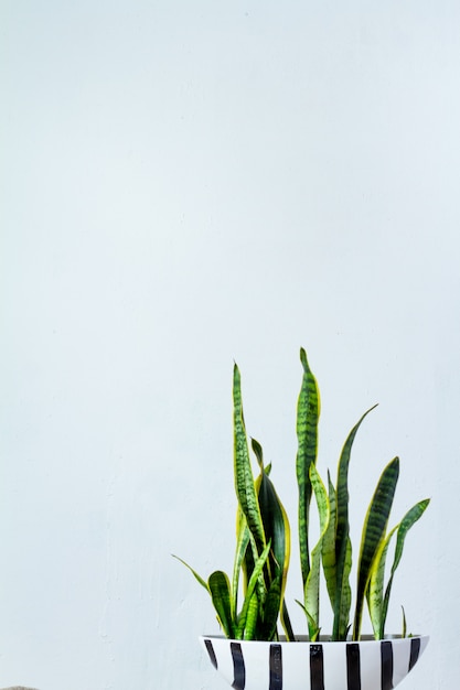 Uma grande planta sansevieria em uma longa panela branca preta fica em frente à parede textural branca