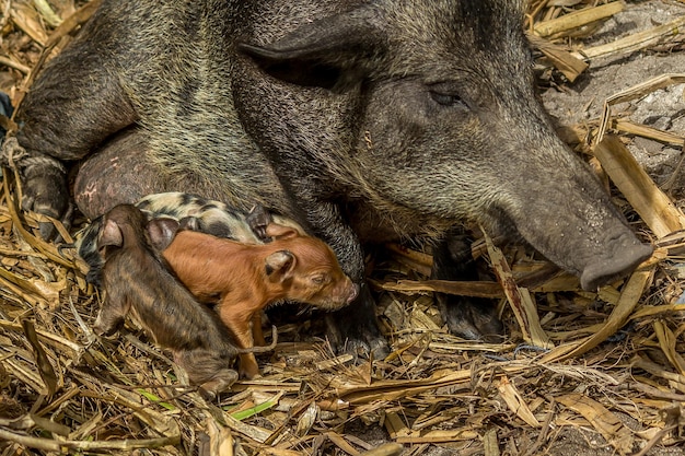 Uma grande porca fértil preta senta-se na areia com palha