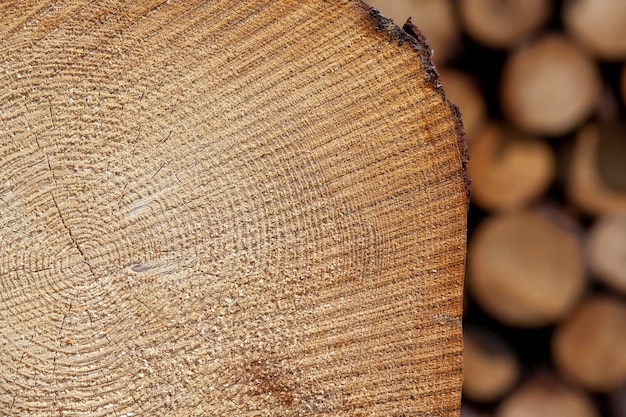 Foto uma grande quantidade de madeira de pinho durante o corte