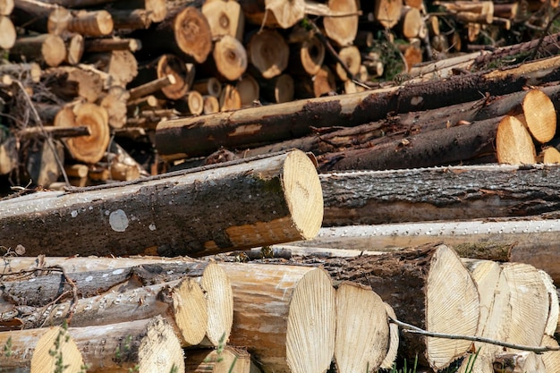 Uma grande quantidade de madeira de pinho durante o corte