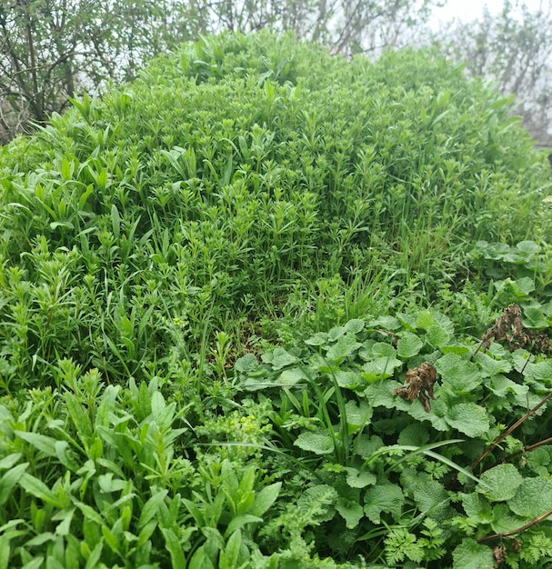 Uma grande sebe verde com algumas plantas.