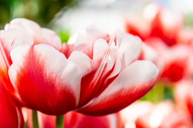 Uma grande tulipa com pétalas duplas vermelhas e brancas