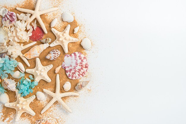 Uma grande variedade de conchas e estrelas do mar na areia da praia em um fundo branco.