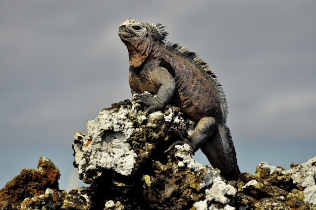 Uma iguana em uma rocha