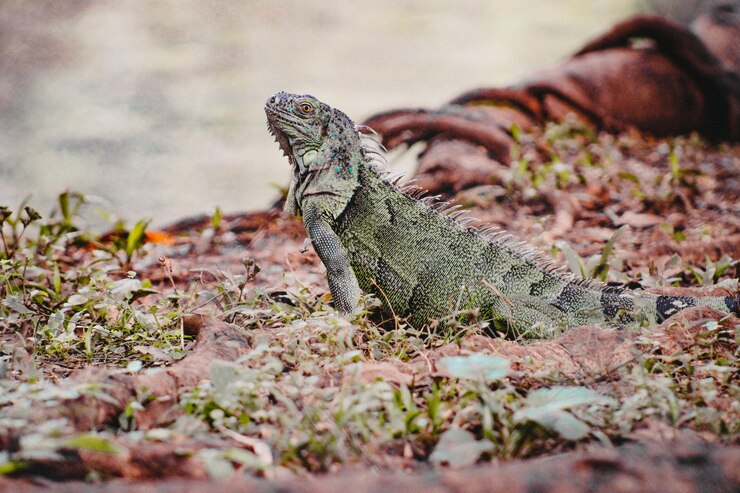 Uma iguana está no chão.