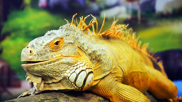 Foto uma iguana levanta para seu retrato.