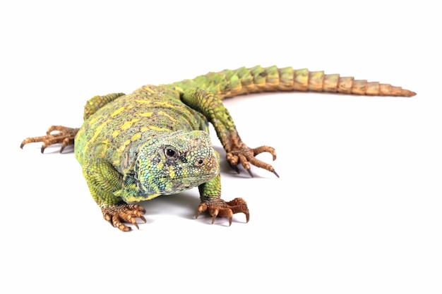 Foto uma iguana verde com cauda longa e cauda longa