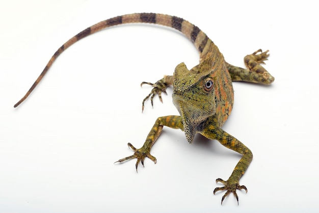 Uma iguana verde com uma longa cauda senta-se sobre um fundo branco.