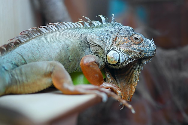 Uma iguana verde descansa sob uma lâmpada em um terrário Iguana iguana American iguana vista frontal