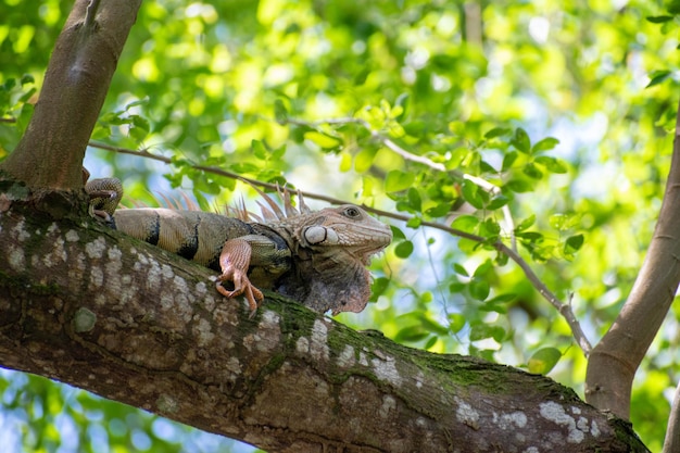 Foto uma iguana verde está sentada em um galho de árvore.