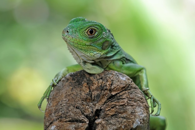 Uma iguana verde senta-se em um pedaço de madeira.