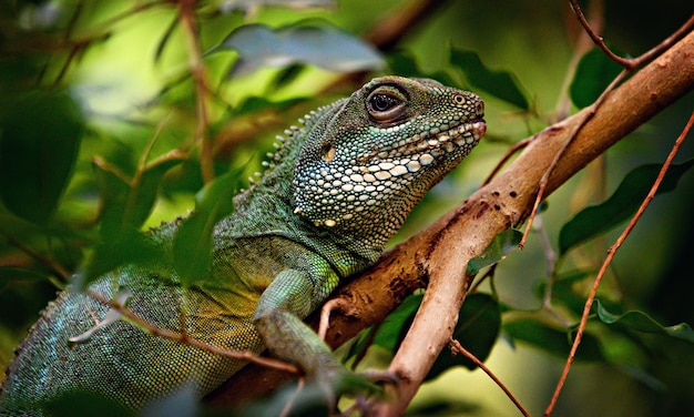 Uma iguana verde senta-se em uma árvore na costa rica.