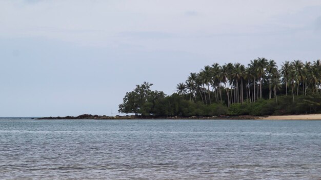 Uma ilha do outro lado do oceano que é cultivada por árvores tropicais verdes é muito natural Adequado para fundo