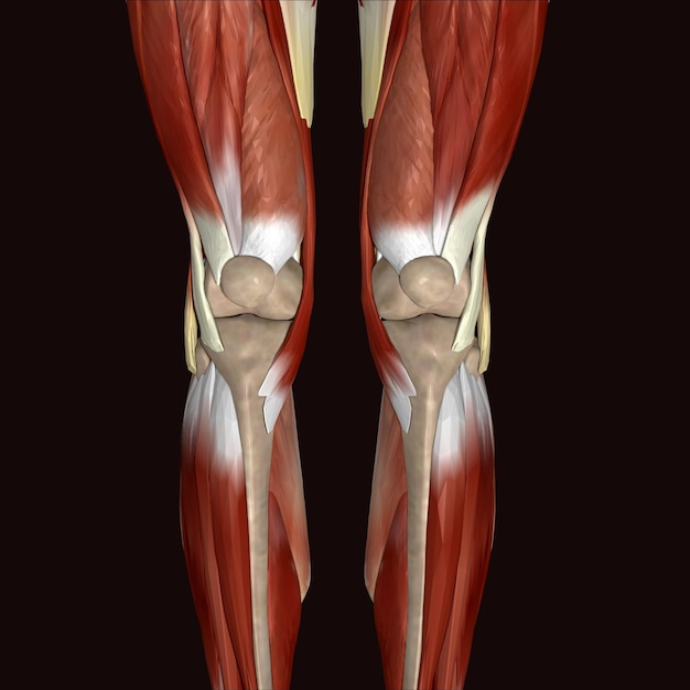 Foto uma ilustração 3d dos músculos da perna