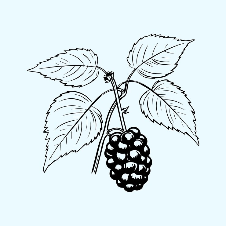 Foto uma ilustração vetorial realista de blackberry