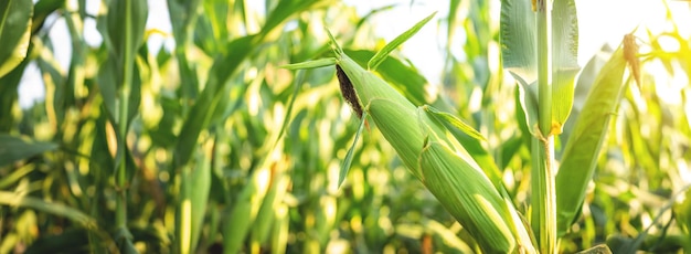 Uma imagem de foco seletivo de espiga de milho no campo de milho orgânico