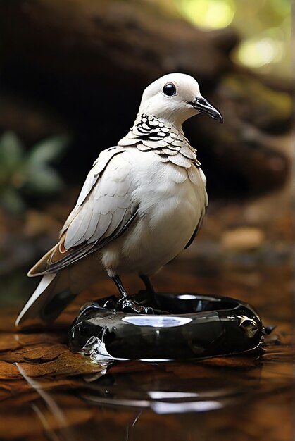 Foto uma imagem de uma pomba sentada na água gerada pela ia