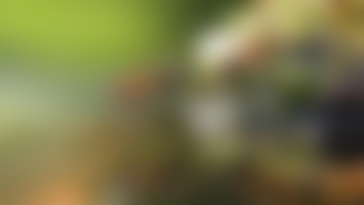 Foto uma imagem desfocada de um fundo desfocado com uma imagem difusa de uma planta