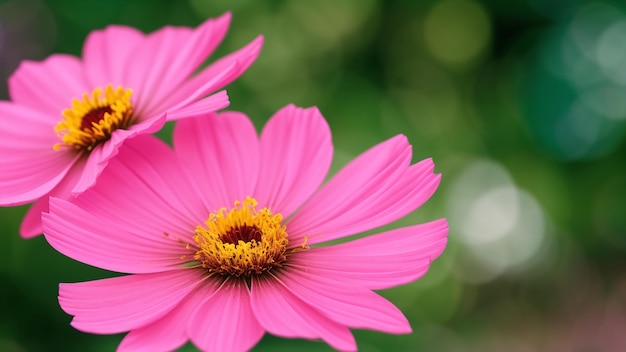 Uma imagem digital ilustrando uma imagem maravilhosamente detalhada de uma flor rosa AI Generative