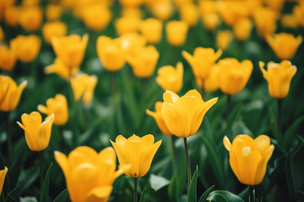 Uma imagem hipnotizante de um campo de tulipas amarelas sob a luz do sol