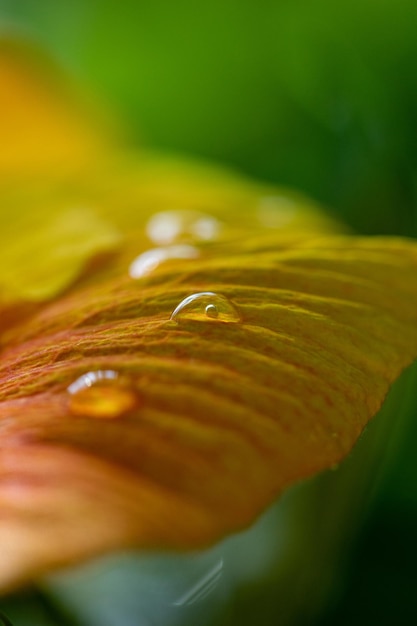 Foto uma imagem macro de gotas de água depois de uma chuva em uma folha