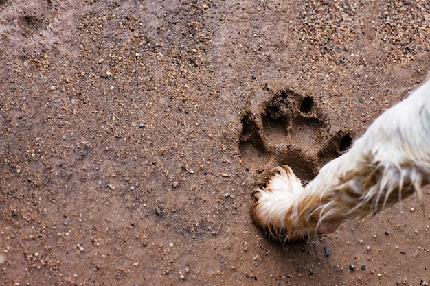 UMA IMPRESSÃO GRANDE DA PATA DE UM CÃO PEQUENO QUE A COISA QUE É MAIOR