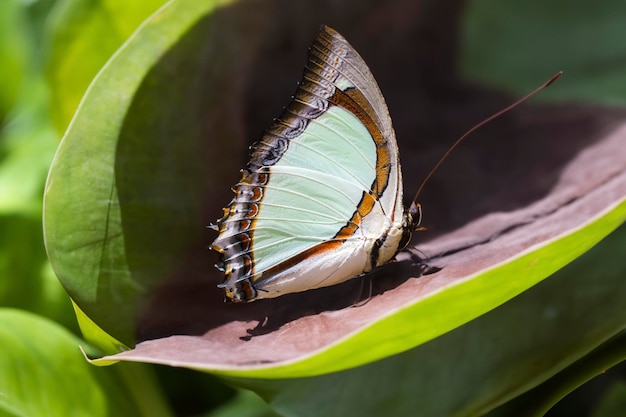 Uma impressionante borboleta Nawab amarela indiana em seu habitat natural