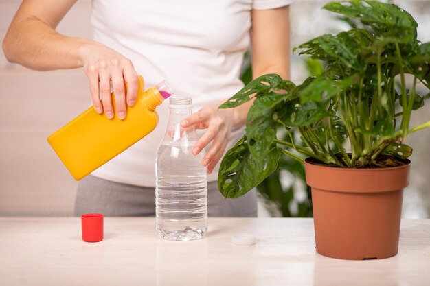 Uma jardineira fertiliza uma planta em vaso em uma mesa de madeira Jardinagem doméstica Alimentando plantas conceituais