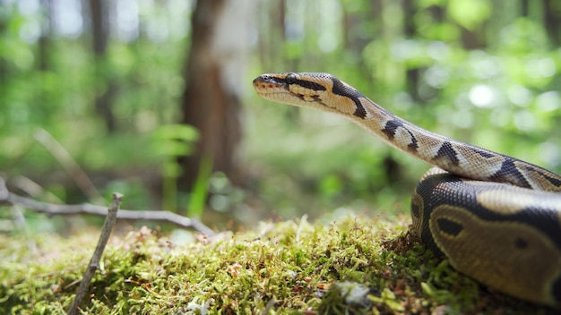 Uma jibóia enrolada jaz no chão com a cabeça levantada. cobra na floresta. close-up, fundo desfocado, 4k uhd.