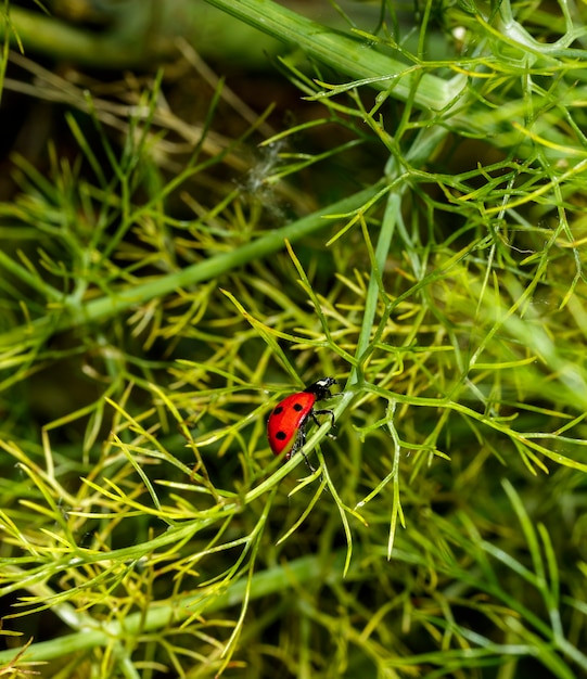 Uma joaninha caminhando sobre as folhas da planta de erva-doce