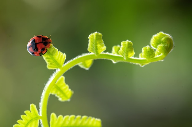 Uma joaninha em uma planta de samambaia