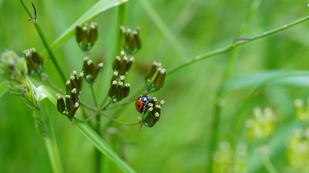 Uma joaninha se senta em um botão de flor em um grande prado com uma boa profundidade de campo