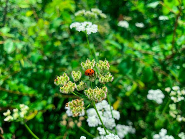 Uma joaninha senta-se em uma flor branca de yarrow em um campo