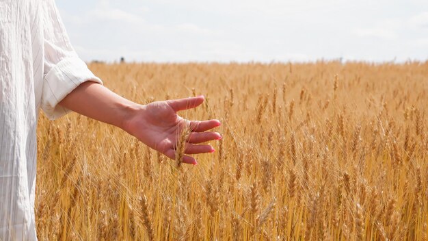 Uma jovem agrônoma de camisa branca toca espinhos entre um campo de trigo dourado Mãos próximas Lugar para texto