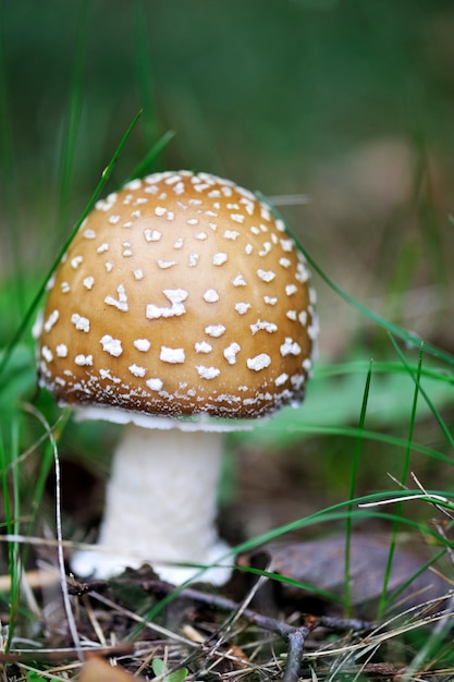 Uma jovem Amanita Pantherina também chamada de boné de pantera ou falso blush em um ambiente natural de mata